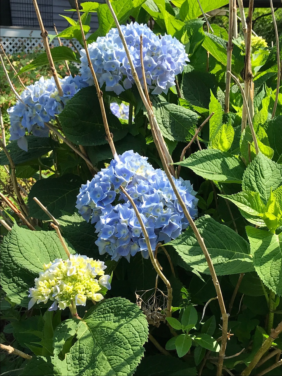 Hydrangeas-IMG-6287.jpg