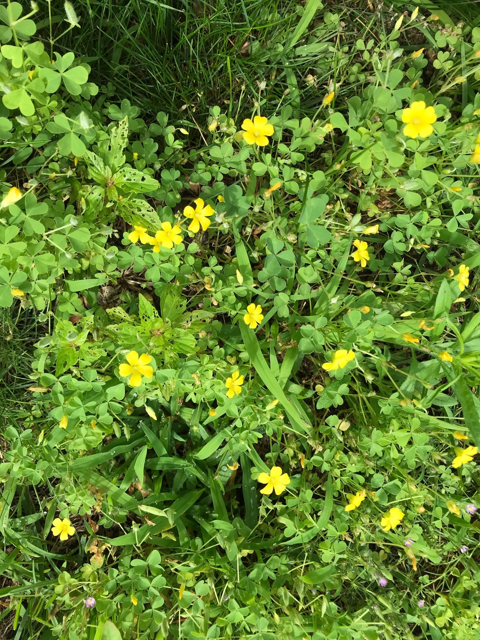 common-yellow-wood-sorrel-IMG-6299.jpg